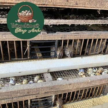 trứng chim cút giá sỉ, giao hàng Hà Nội, Bắc Ninh, Hưng Yên, Vĩnh Phúc, Phú Thọ, Thái Nguyên