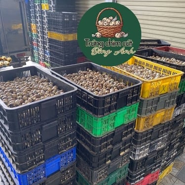 trứng chim cút giá sỉ, giao hàng Hà Nội, Bắc Ninh, Hưng Yên, Vĩnh Phúc, Phú Thọ, Thái Nguyên