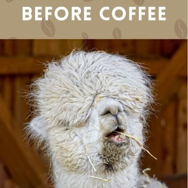 An exhausted Llama before drinking coffee