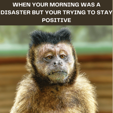 An exhausted monkey