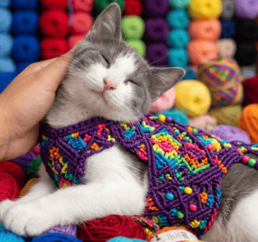 GATO CHALECO MORADO