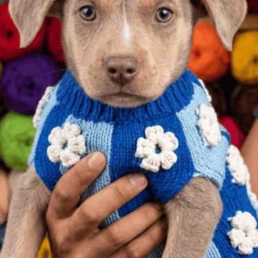 PERRO SUETER AZUL