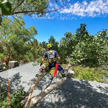 Grand Junction arborist trimming branches safely above a residential roof using ropes.