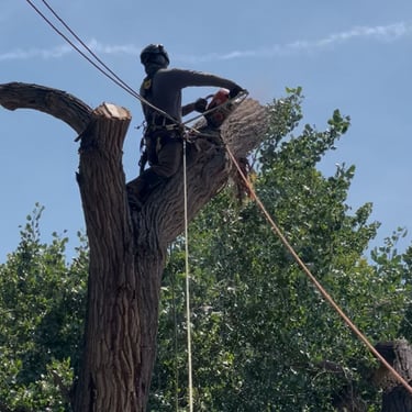 Cambium Tree Solutions arborist using professional rigging and a chainsaw to dismantle a large mature tree in Grand Junction.