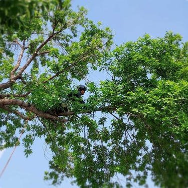 Cambium Tree Solutions arborist climbing high in a mature green tree canopy for professional pruning in Grand Junction.