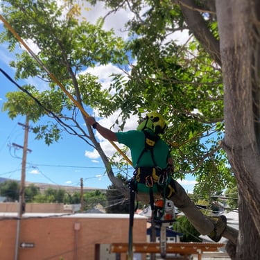 Before and after tree pruning near utility lines and commercial roof structures by an arborist in Grand Junction, CO.