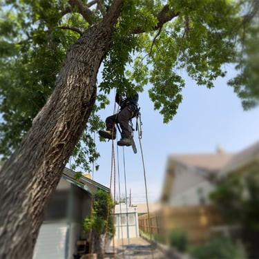 Cambium Tree Solutions arborist using professional rigging ropes to prune a mature tree over a Grand Junction residence.