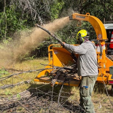 Cambium Tree Solutions arborist operating a commercial wood chipper for property cleanup in Grand Junction, CO.