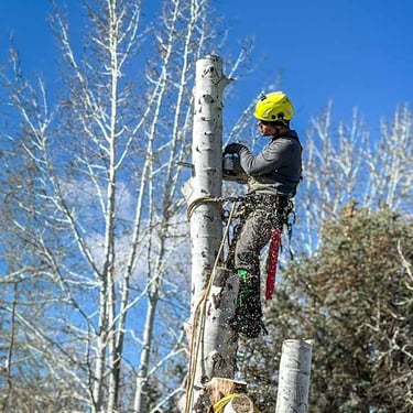 Grand Junction arborist cuts down a dead cottonwood tree using a chainsaw.