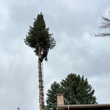 Cambium Tree Solutions arborist climbing to safely remove a dangerous spruce tree towering over a Grand Junction home.