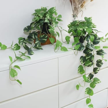 Two trailing Golden Pothos indoor plants sitting on a white dresser against a clean wall.