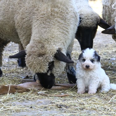 Cachorros Gran Pirineos en entorno rural