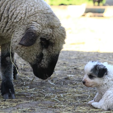 Cachorros Gran Pirineos en entorno rural