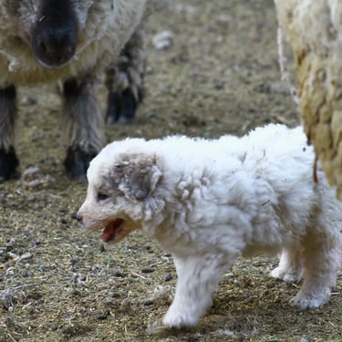 Cachorros Gran Pirineos en entorno rural