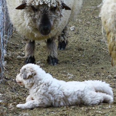 Cachorros Gran Pirineos en entorno rural