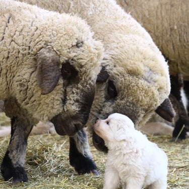 Cachorros Maremmano-Abruzzese descansando sobre el pasto