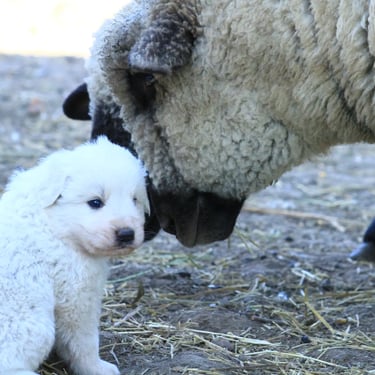 Cachorros Maremmano-Abruzzese descansando sobre el pasto