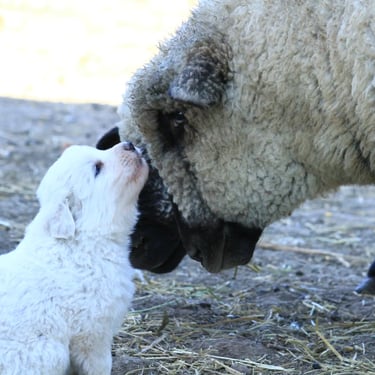 Cachorros Maremmano-Abruzzese descansando sobre el pasto