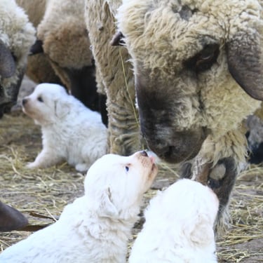 Cachorro Pastor Maremmano-Abruzzese junto a ovejas