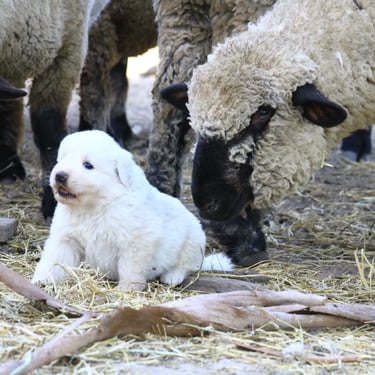 Cachorro Pastor Maremmano-Abruzzese junto a ovejas