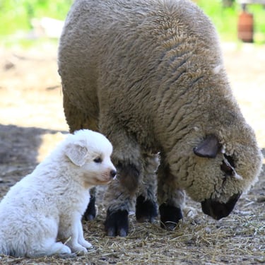 Cachorros Pastor Maremmano-Abruzzese en establecimiento rural
