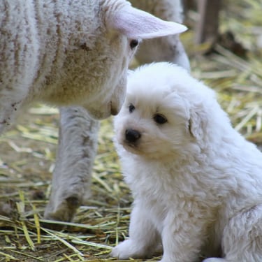 Cachorro Pastor Maremmano-Abruzzese junto a ovejas