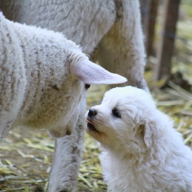 Cachorro Pastor Maremmano-Abruzzese junto a ovejas