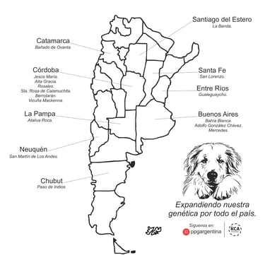 Perro protector de ganado junto a ovejas en el campo
