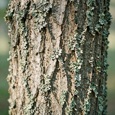Macro shot of textured tree bark with soft green lichen, illuminated by gentle morning sun