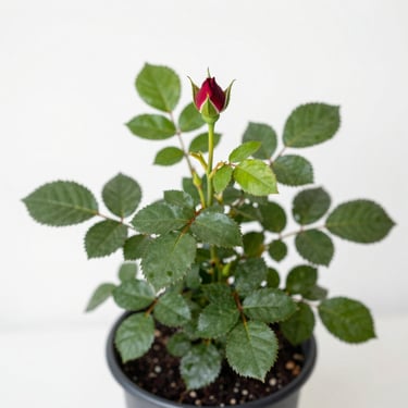 A potted rose plant with deep green foliage and a single crimson bud, bright natural daylight, white background
