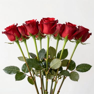 A bundle of fresh-cut red rose stems harvested at the precise bud union stage, bright daylight, white background