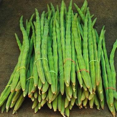 EXPORT of Indian Drumstick Moringa IMPORT to Qatar KSA Oman UAE KUWAIT BAHRAIN SRI LANKA MALDIVE SOUTH AFRICA  MALAYSIA