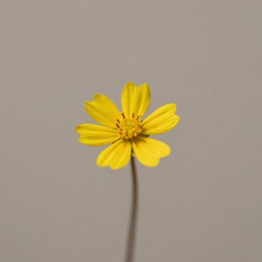 sagoma donna 