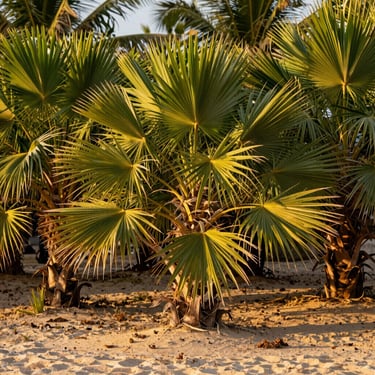 A dense cluster of native Thatch Palms with fan-shaped leaves growing in coastal sandy soil.