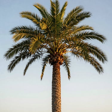 A towering Royal Palm with a smooth concrete-like trunk and a bright green crownshaft against a soft blue sky.