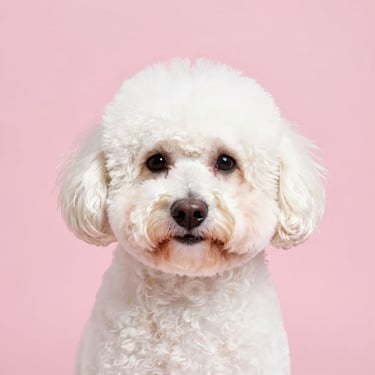 Close-up of the same golden doodle after grooming, perfectly hand-scissored round face, clean fluffy coat, soft pink background, high-end editorial pet photography