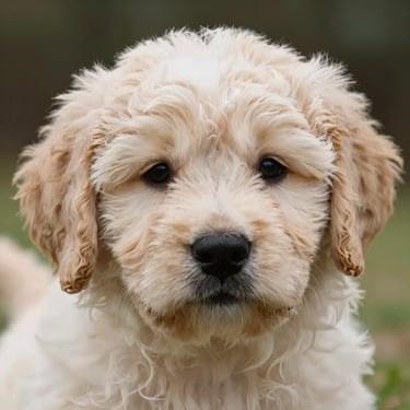 Close-up of a cream-colored Goldendoodle puppy showing its dense, wavy, low-shedding coat, soft natural outdoor light, high detail.