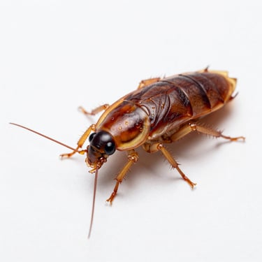 Macro scientific shot of an American cockroach on a sterile white background, high contrast, clinical lighting, showing anatomical details.
