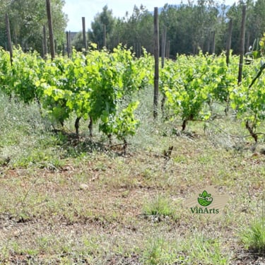 Recuperación de viñedo abandonado en Búger Mallorca por ViñArts Mallorca