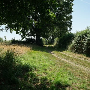 Chemin ensoleillé avec haie et arbres