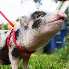 Pet Partners therapy pig on a leash.