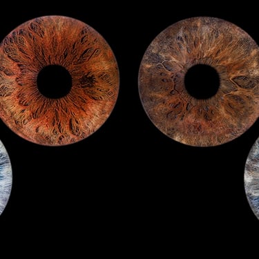 4 iris en photo sans éclat
