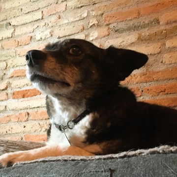 Un chien de type berger couché sur son coussin avec un mur de briques dans le fond