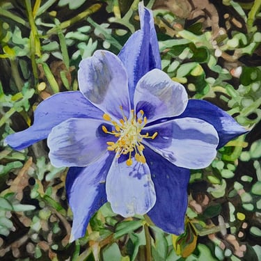 purple, columbine flower