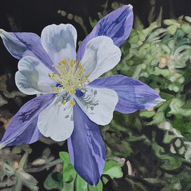 columbine flower, Rocky Mountain National Park