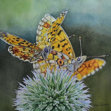 butterflies, thistle