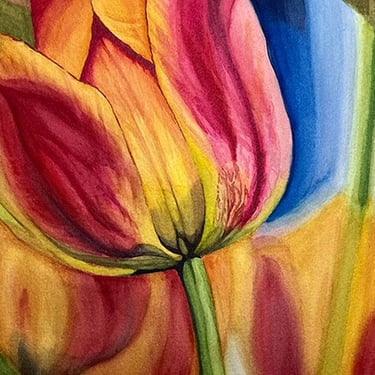 red, yellow, tulips