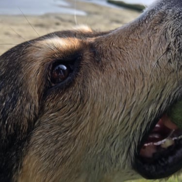 Close-up of a brown dog holding a green tennis ball 