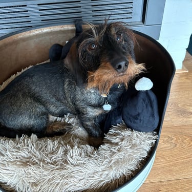Wire-haired Dachshund puppy