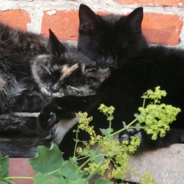A black cat and a tortoiseshell cat cuddling and sleeping against a red brick wall.
